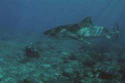 Cocos Island - luxury liveaboard scuba diving with sharks.